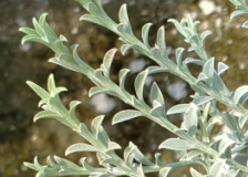 ハートクイン02