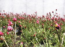 ハートクイン04